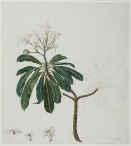 Cerbera manghas L., 1787 de Zayn al Din attr. to Zayn al Din attr. to
